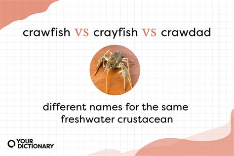 crawfished a bet|Definition of crawfish .
